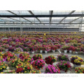 multi span venlo type farming greenhouse for flowers
